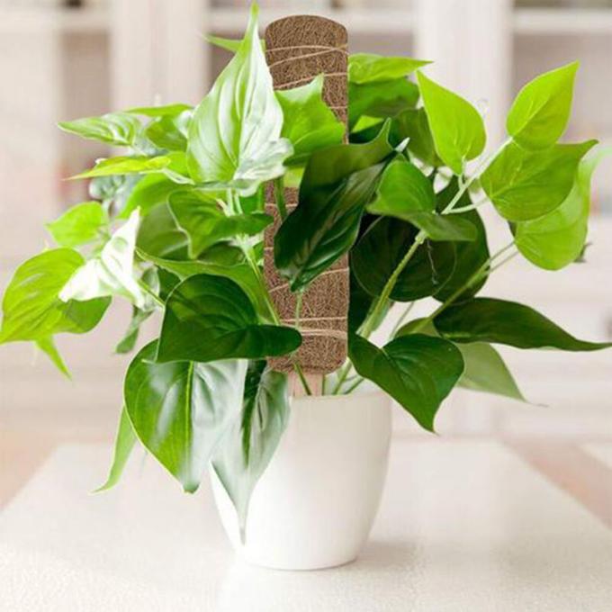 Coconut Coir Stick Taille personnalisée Coco Coir Totem Pole Mat Pour la croissance des plantes 3