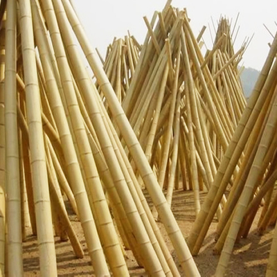 Taille personnalisée Poteaux de bambou sec pur naturel pour la construction ou la décoration