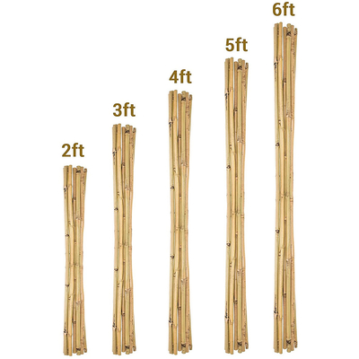 Enjeux en bambou naturels Polonais en bambou crus de meubles de jardin taille de 40cm à de 500cm