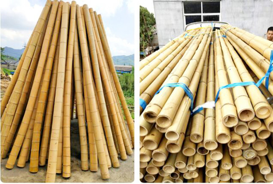 enjeux en bambou en bambou crus de 250cm Polonais pour l'usine de décoration