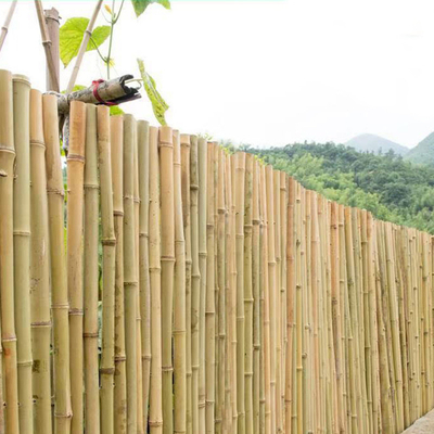 100% Polonais 240cm en bambou cru naturel construisant Deoration 60cm 595cm