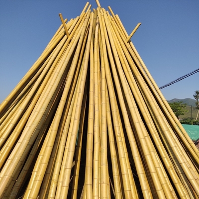 100% Polonais 240cm en bambou cru naturel construisant Deoration 60cm 595cm