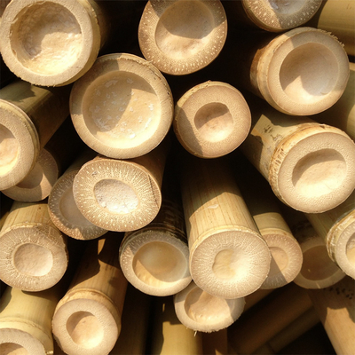 100 % Moso durable fort naturel Polonais en bambou adaptent la longueur aux besoins du client