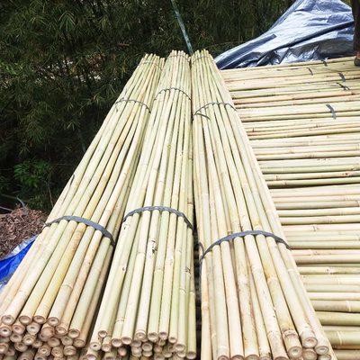 Les bâtons en bambou de jardin naturel pour les usines mises en pot de tomates extérieures d'intérieur soutiennent des enjeux