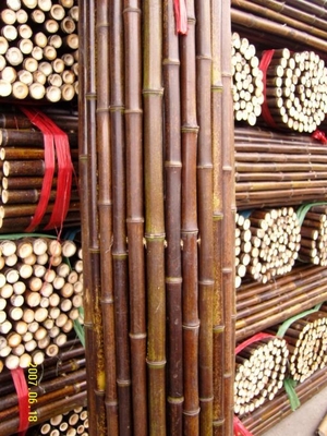 120cm Polonais en bambou cru