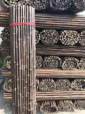120cm Polonais en bambou cru