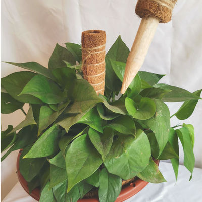 Poteaux de mousse pour les plantes d'escalade 30cm 40cm 60cm 90cm Natural Coconut Coir Totem Support Stake