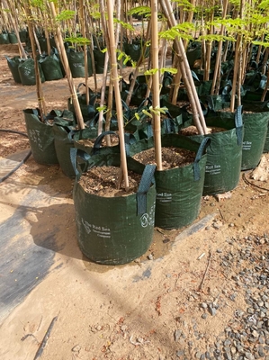 Bambou solide en bambou Polonais de Home Decoration Raw Polonais Tonkin de barrière de jardin
