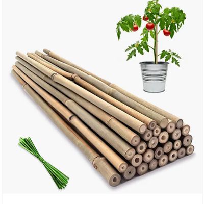 Moso rament Polonais en bambou que les cannes jalonne des bâtons cultivant la décoration de jardinage de soutien