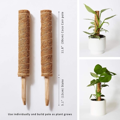 Support de la plante de la mousse de la perche d'escalade Poteaux de noix de coco Plantes de couleur palmier