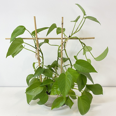 Le bambou de matière première de 100% jalonne 6m que les cercles de forme d'U Handcrafted la fleur de soutien de treillis