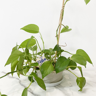 Le bambou de matière première de 100% jalonne 6m que les cercles de forme d'U Handcrafted la fleur de soutien de treillis