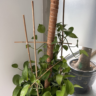 Le bambou en bambou naturel adapté aux besoins du client de matière première jalonne le diamètre de la longueur 6mm de 40cm 60cm 90cm