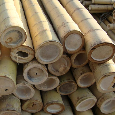 Enjeux en bambou de jardinage traités secs de cannes de Polonais de bâtons 16cm pour la construction