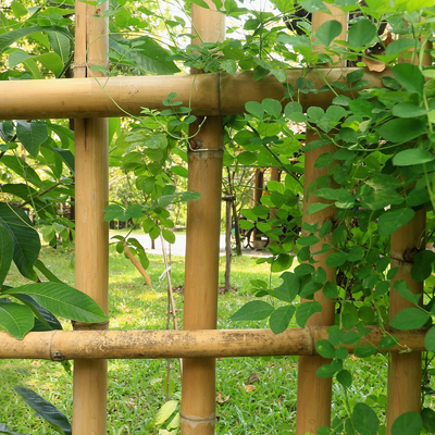 Enjeux en bambou de jardinage traités secs de cannes de Polonais de bâtons 16cm pour la construction