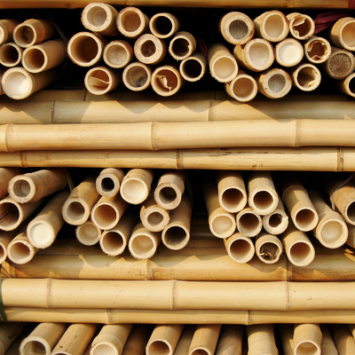 Tonkin Bamboo Cane pour les plantes de soutien de croissance Taille personnalisée Bamboo Stick