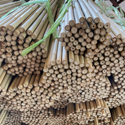 Cannes en bambou crues colorées Polonais en bambou pour l'agriculture de jardin