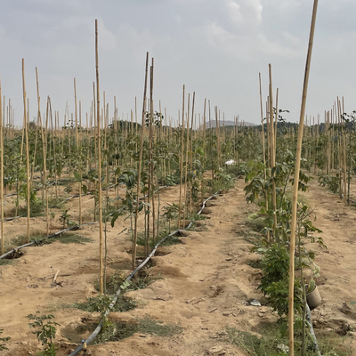Cannes en bambou crues colorées Polonais en bambou pour l'agriculture de jardin