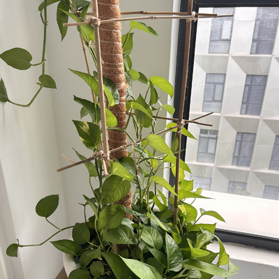 Enjeux en bambou naturels de soutien d'usine pour les usines d'intérieur, enjeu en bambou 40cm de bâtons de jardin en bambou de Polonais 595cm