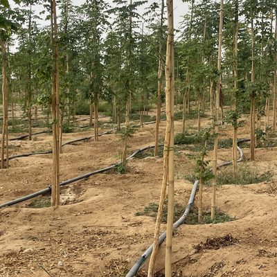 Enjeux en bambou naturels de soutien d'usine pour les usines d'intérieur, enjeu en bambou 40cm de bâtons de jardin en bambou de Polonais 595cm