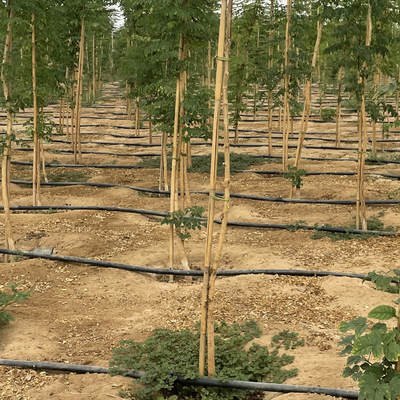 Enjeux en bambou naturels de soutien d'usine pour les usines d'intérieur, enjeu en bambou 40cm de bâtons de jardin en bambou de Polonais 595cm