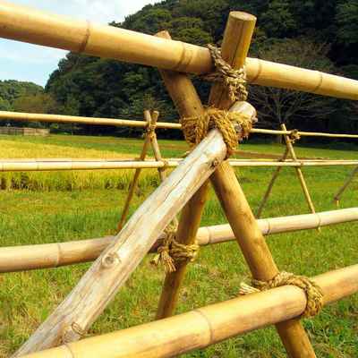 100% Polonais 240cm en bambou cru naturel construisant Deoration 60cm 595cm