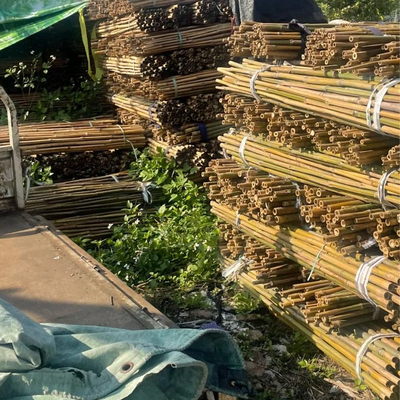 Polonais en bambou cru 100% naturel pour les cannes de jardinage de construction et de décoration/enjeux en bambou de bonne qualité
