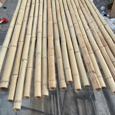 Bambou naturel Polonais de Moso de 10 pieds pour la construction de construction de jardin