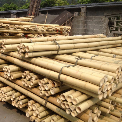 Natural Treated Moso Bamboo Pole - 3 Meters Long, 6-8cm Diameter, for DIY Construction, Fencing, Gardening and Decorative Projects