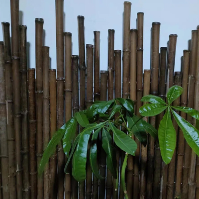 120cm Polonais en bambou cru