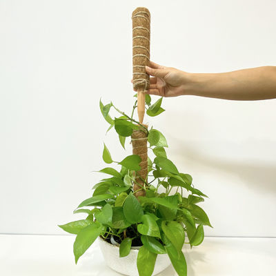 Tuteur pour plantes en fibre de coco, bâton robuste pour plantes grimpantes
