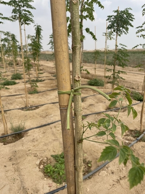 Tuteurs en bambou écologiques pour un jardinage durable