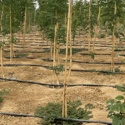 Taille personnalisable respectueuse de l'environnement Poule de bambou pour le soutien des plantes de jardin avec traitement antiseptique