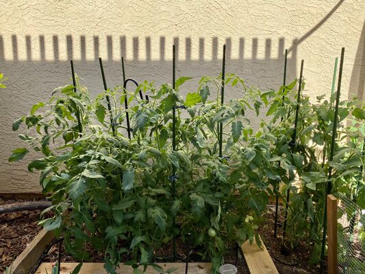 Tuteurs métalliques enduits de plastique, piquets de jardin verts pour le soutien des plantes, l'escalade des plantes, l'aménagement paysager et la clôture