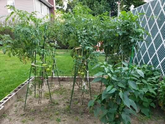 Tuteurs métalliques enduits de plastique, piquets de jardin verts pour le soutien des plantes, l'escalade des plantes, l'aménagement paysager et la clôture