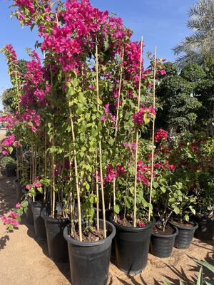 Tuteurs de jardin, tuteurs de plantes en bambou naturel de 18 pouces, tuteurs de soutien des plantes avec attaches torsadées, bâtons de bambou pour tomates, haricots, fleurs, plantes en pot, plantes grimpantes intérieures et extérieures
